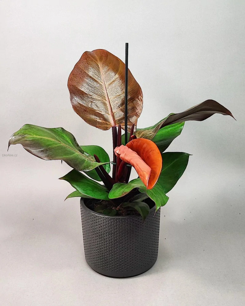 Philodendron erubescens Red cherry