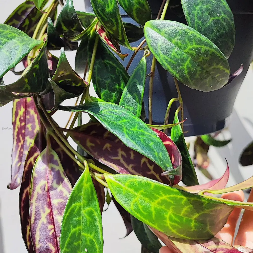 Aeschynanthus marmoratus řízek k zakořenění