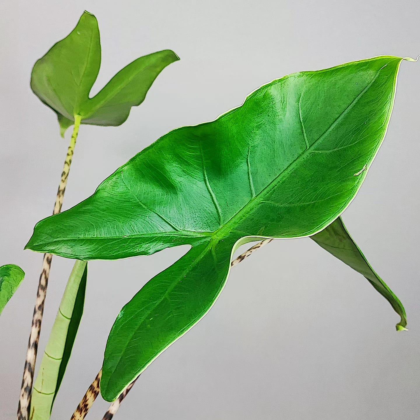 Alocasia Zebrina