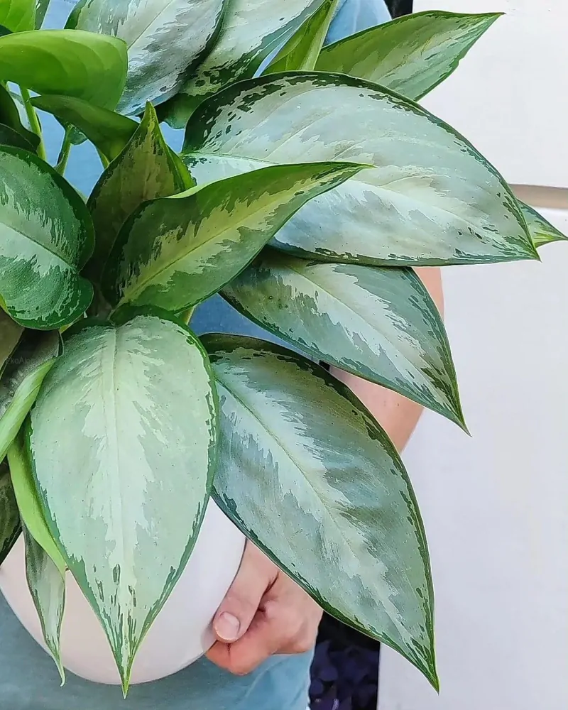 Aglaonema commutatum Green Lady XL