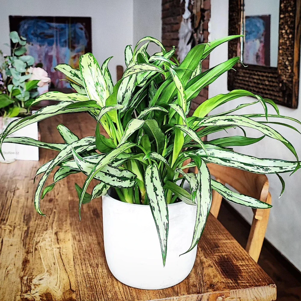 Aglaonema commutatum Cutlass
