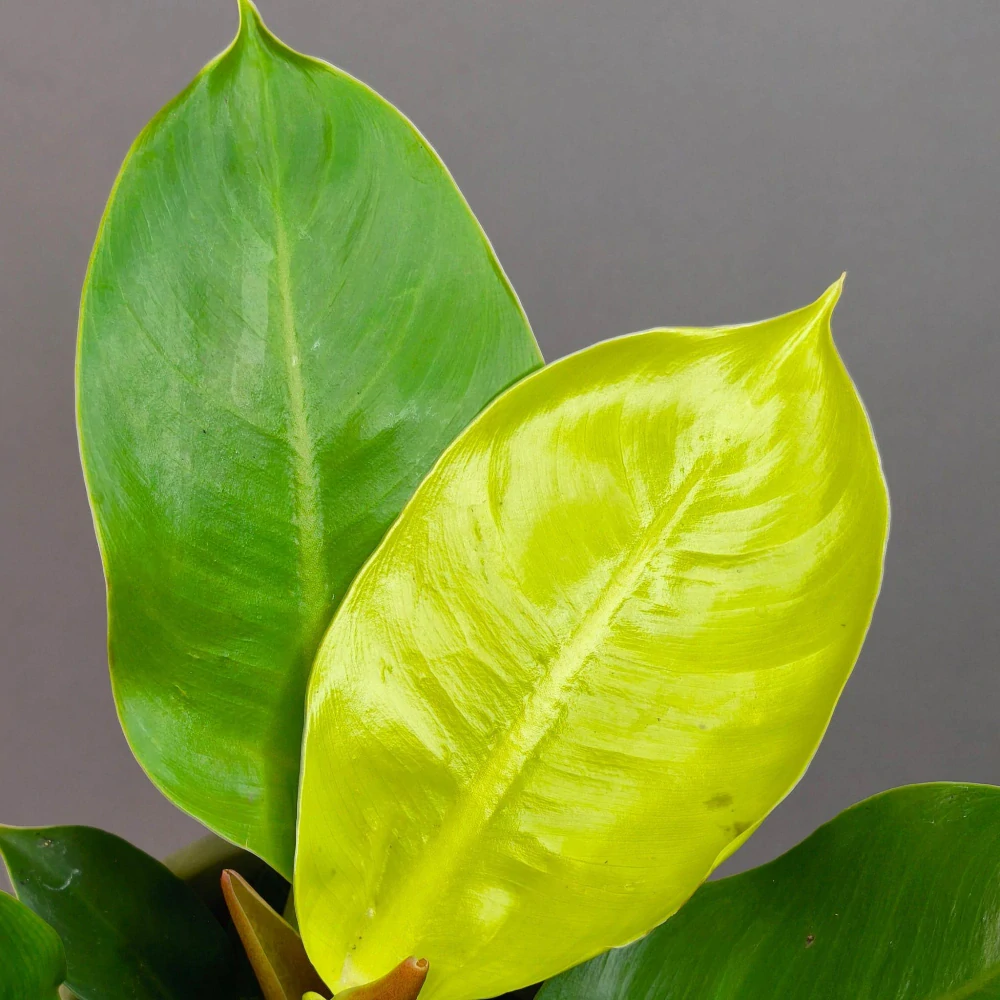 Philodendron Moonlihgt