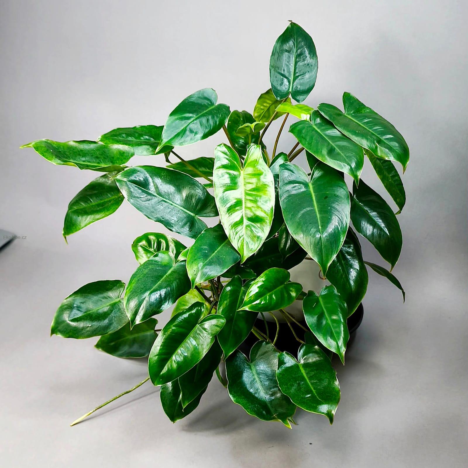 Philodendron Burle Marx.