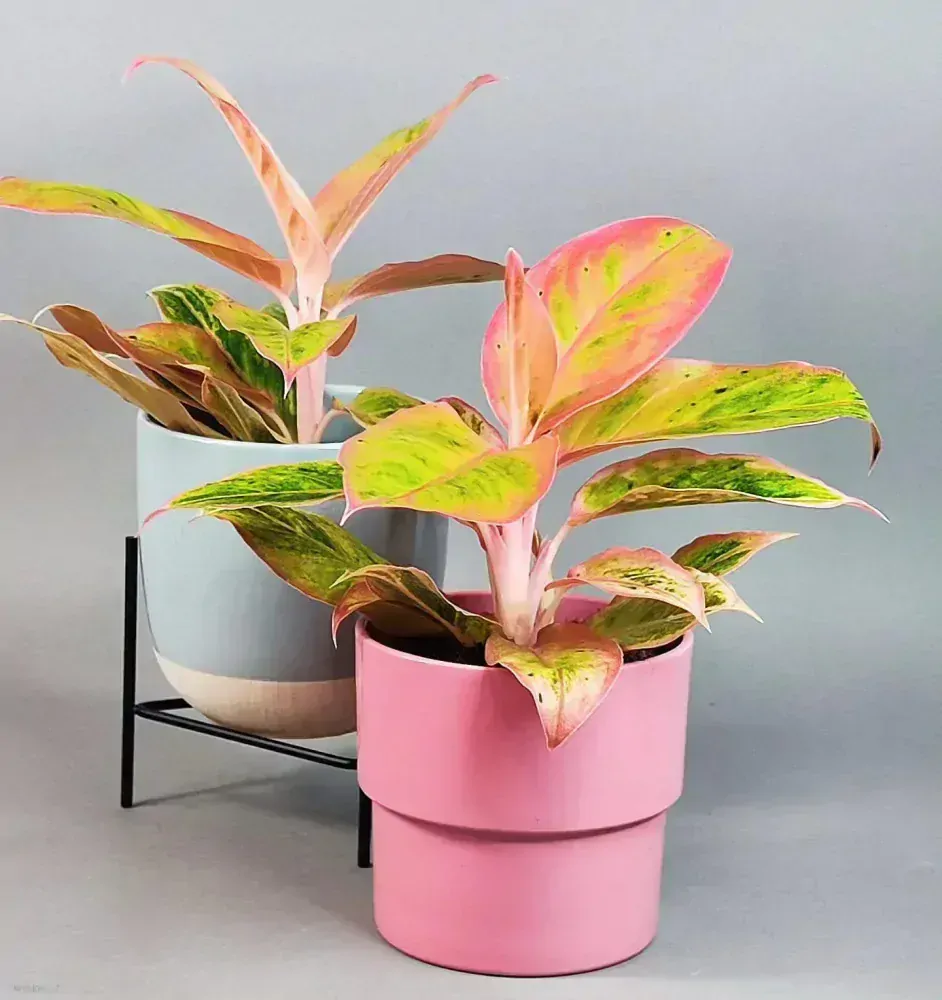 Aglaonema commutatum Salmon fantasy