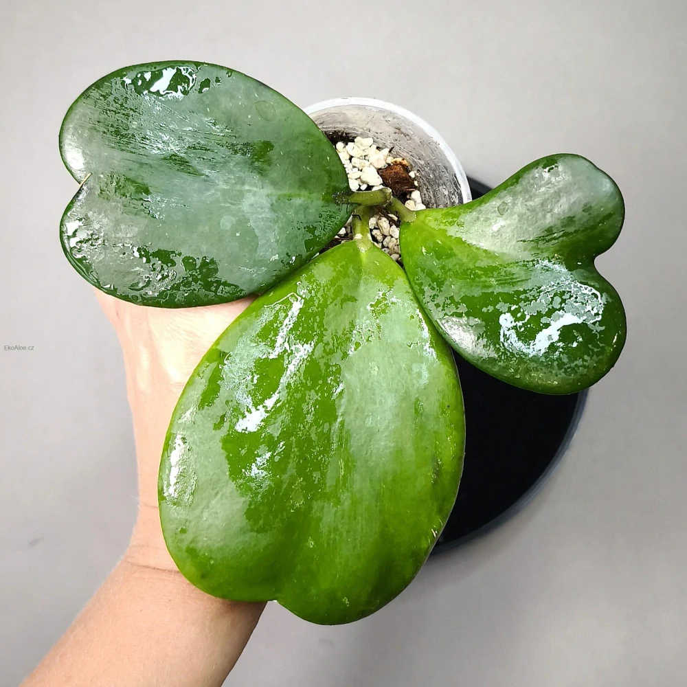 Hoya kerrii 