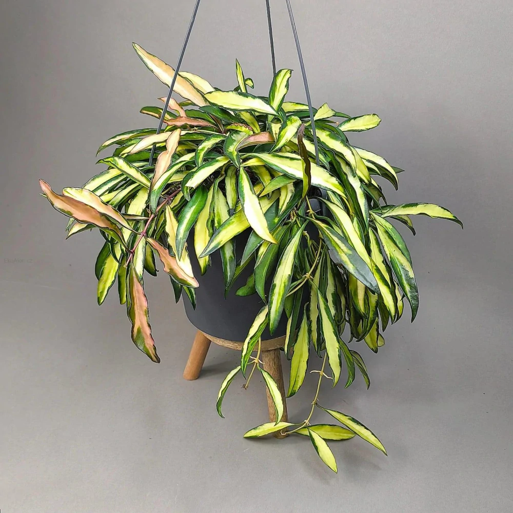 Hoya Wayeti tricolor 