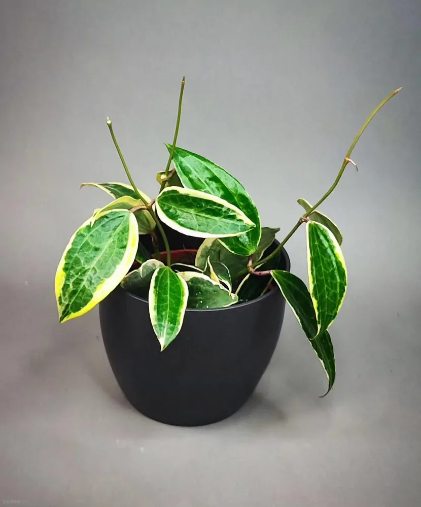 Hoya Macrophylla Variegata
