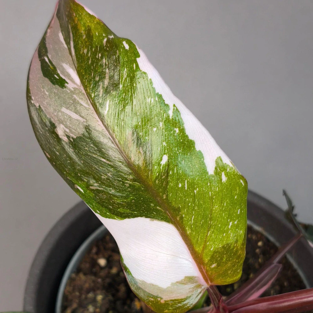 Philodendron Red Anderson 