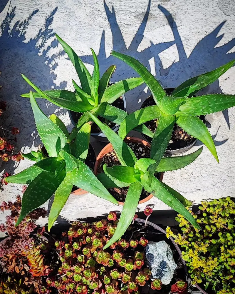 Pravá poctivá domácí Aloe Vera