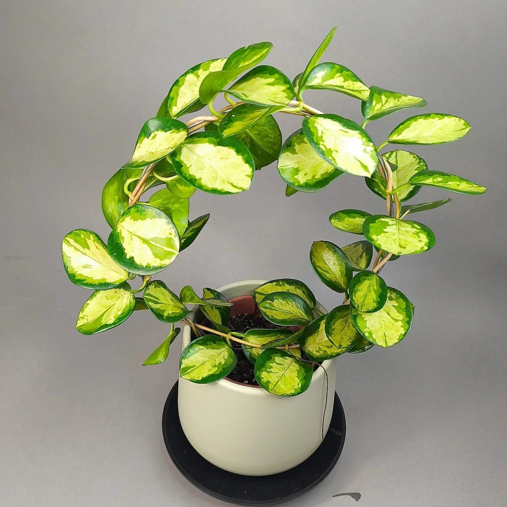 Hoya australis Lisa