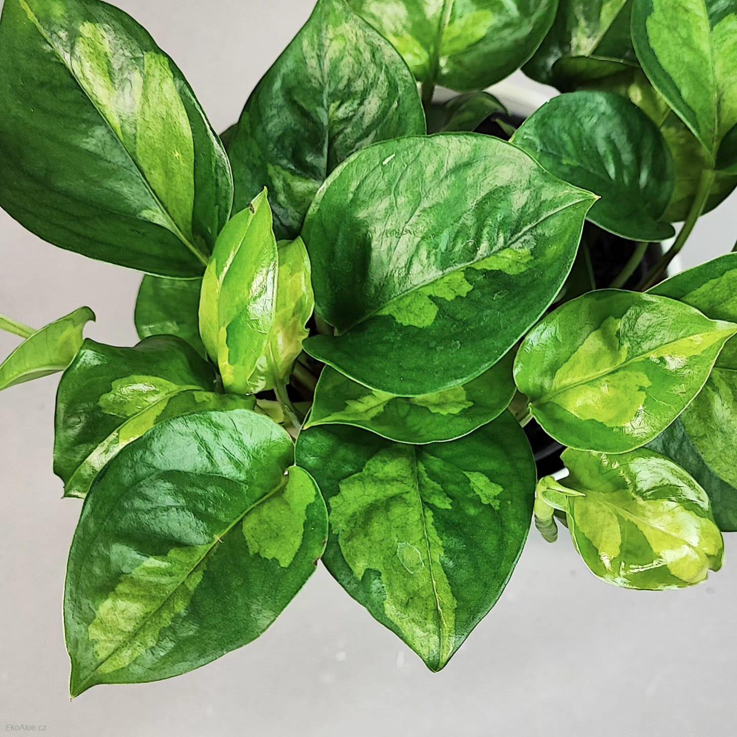 Epipremnum aureum Global green