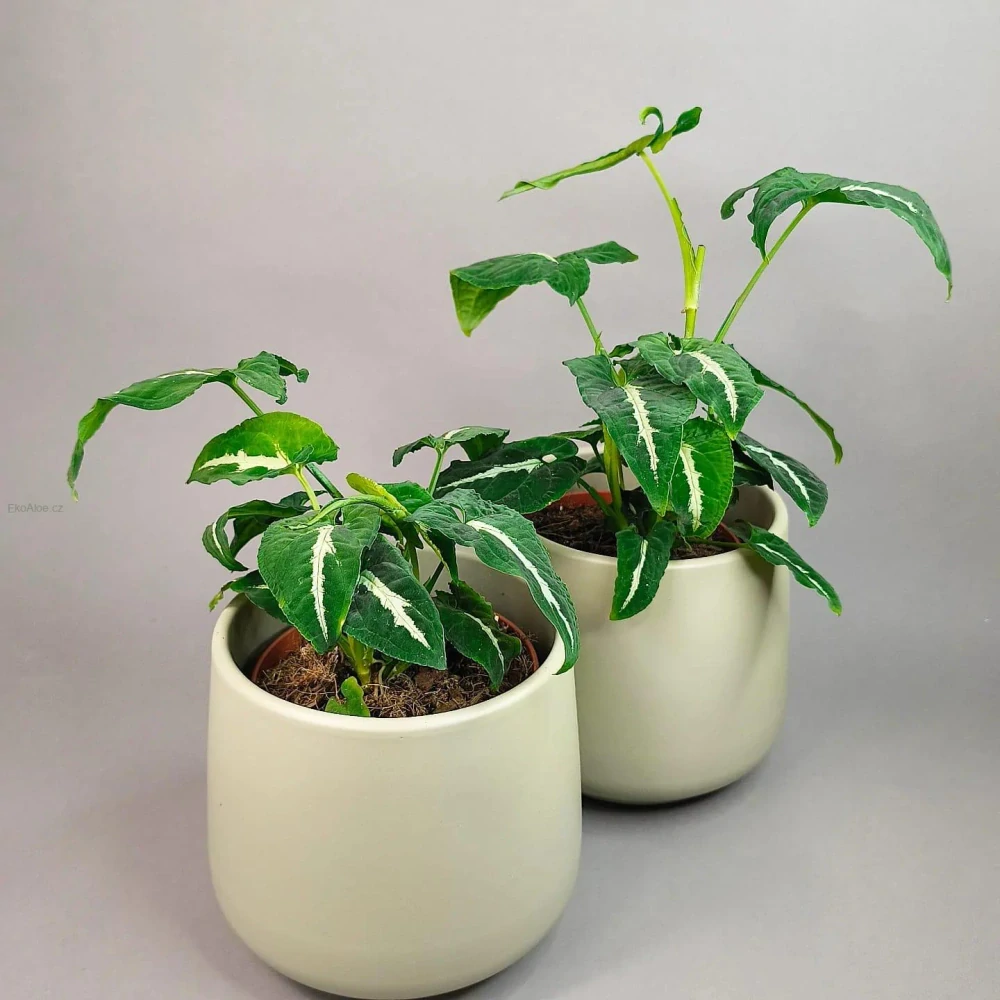 Syngonium Wendlandii