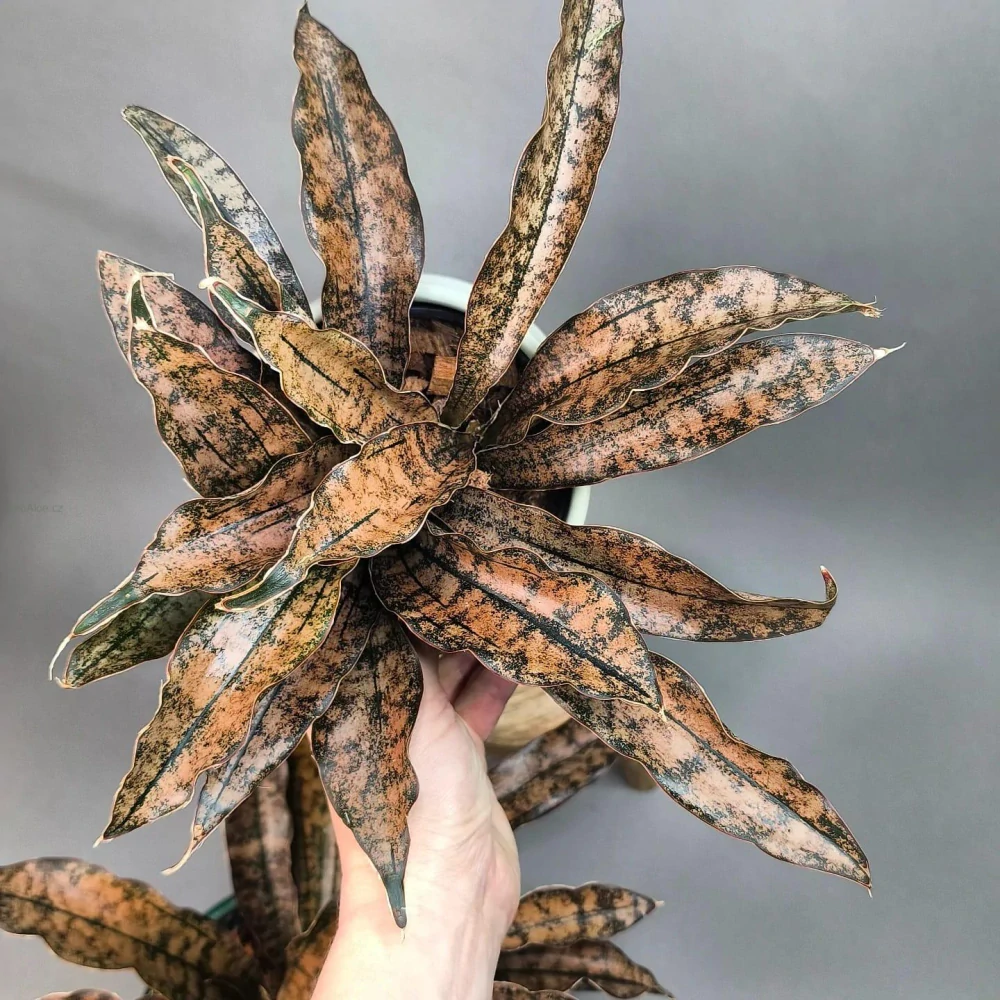 Sansevieria Star Cany Gra