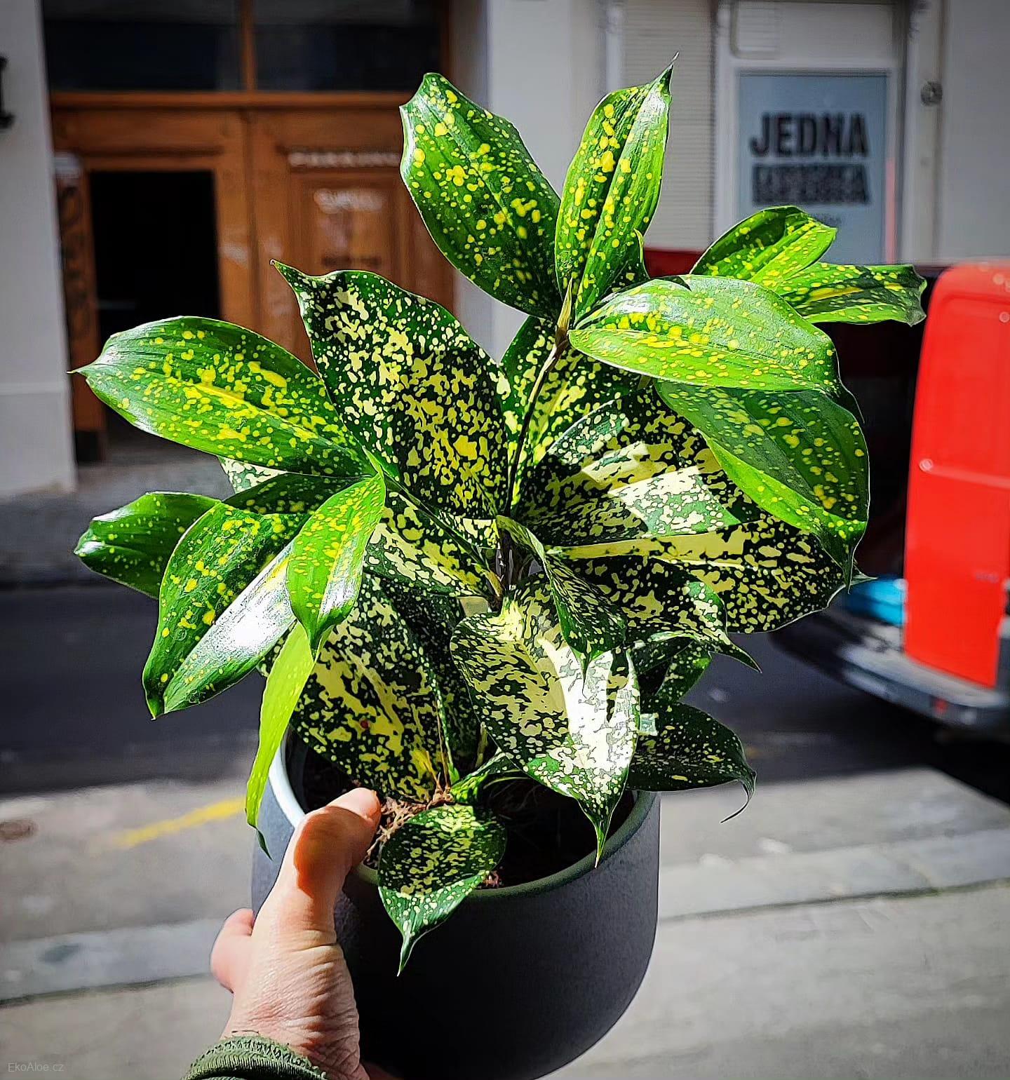 Dracaena surculosa Florida beauty