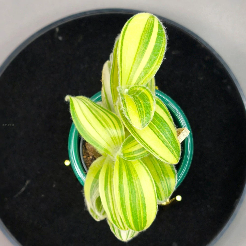 Tradeskantie Sillamontana variegata