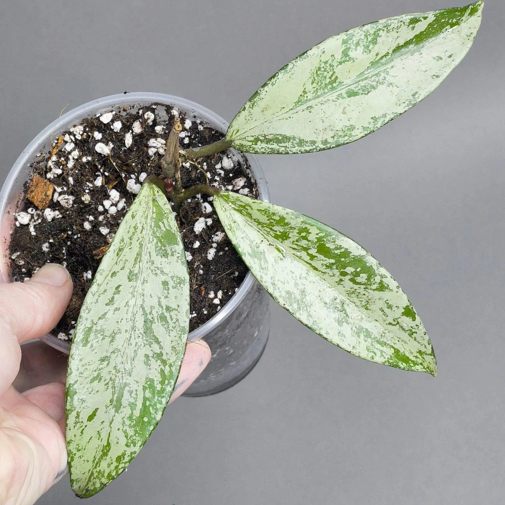 Hoya Pubicalyx Splash