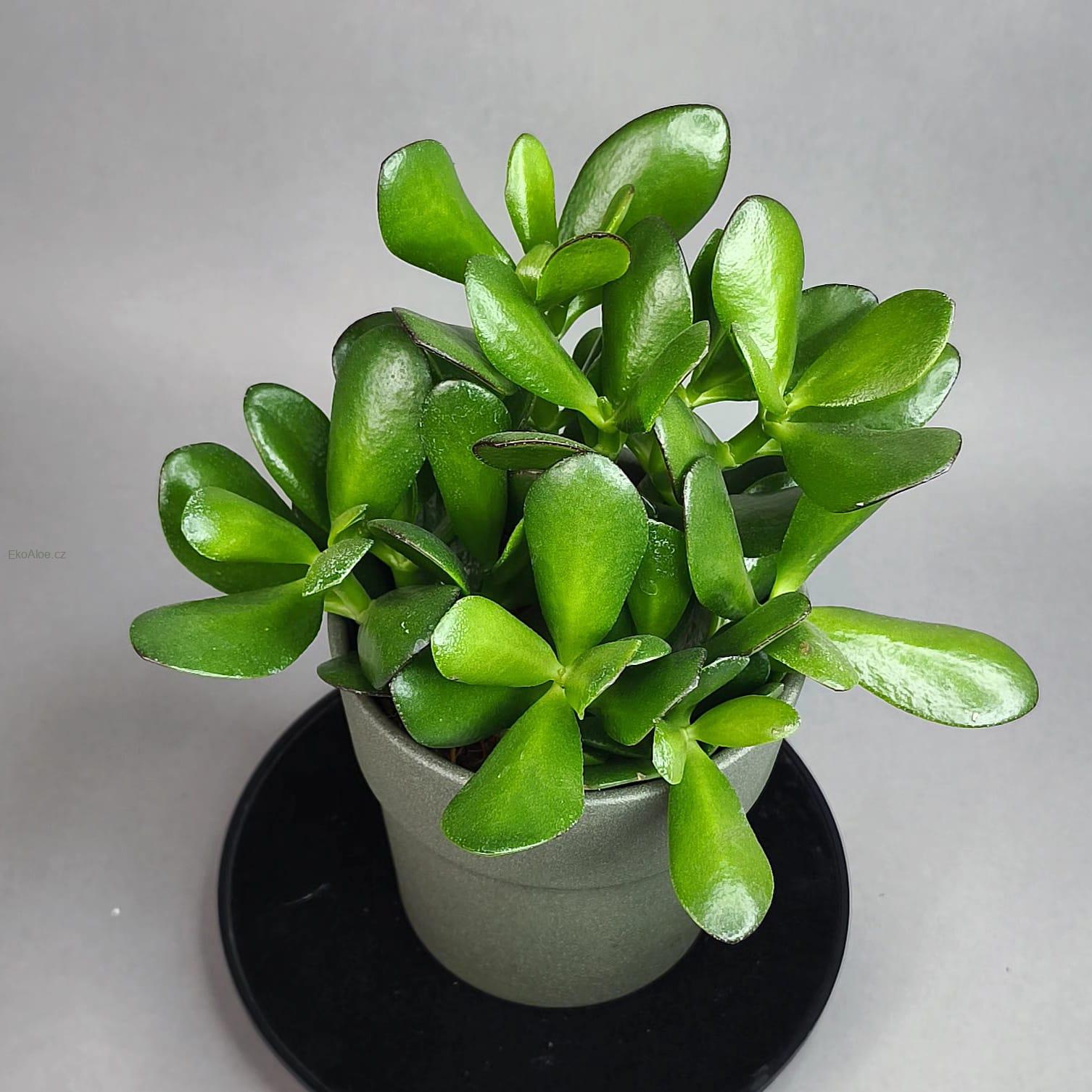 Crassula ovata