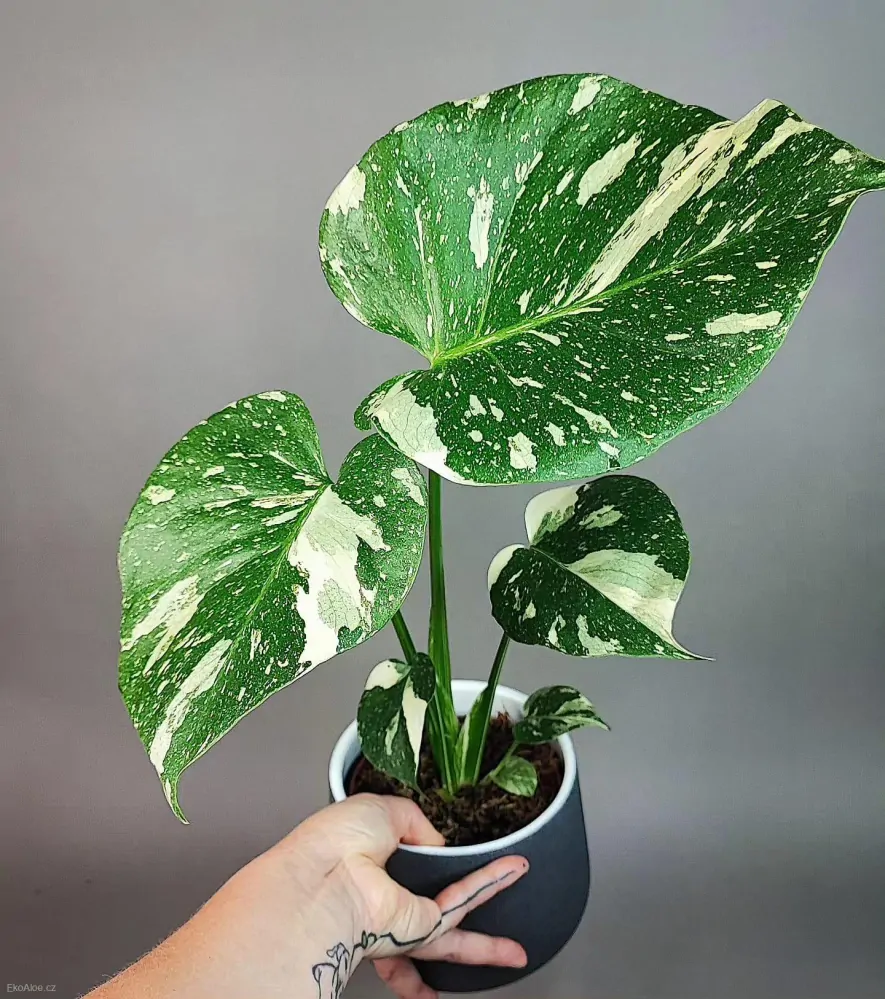 Monstera Deliciosa Thai constellation M size