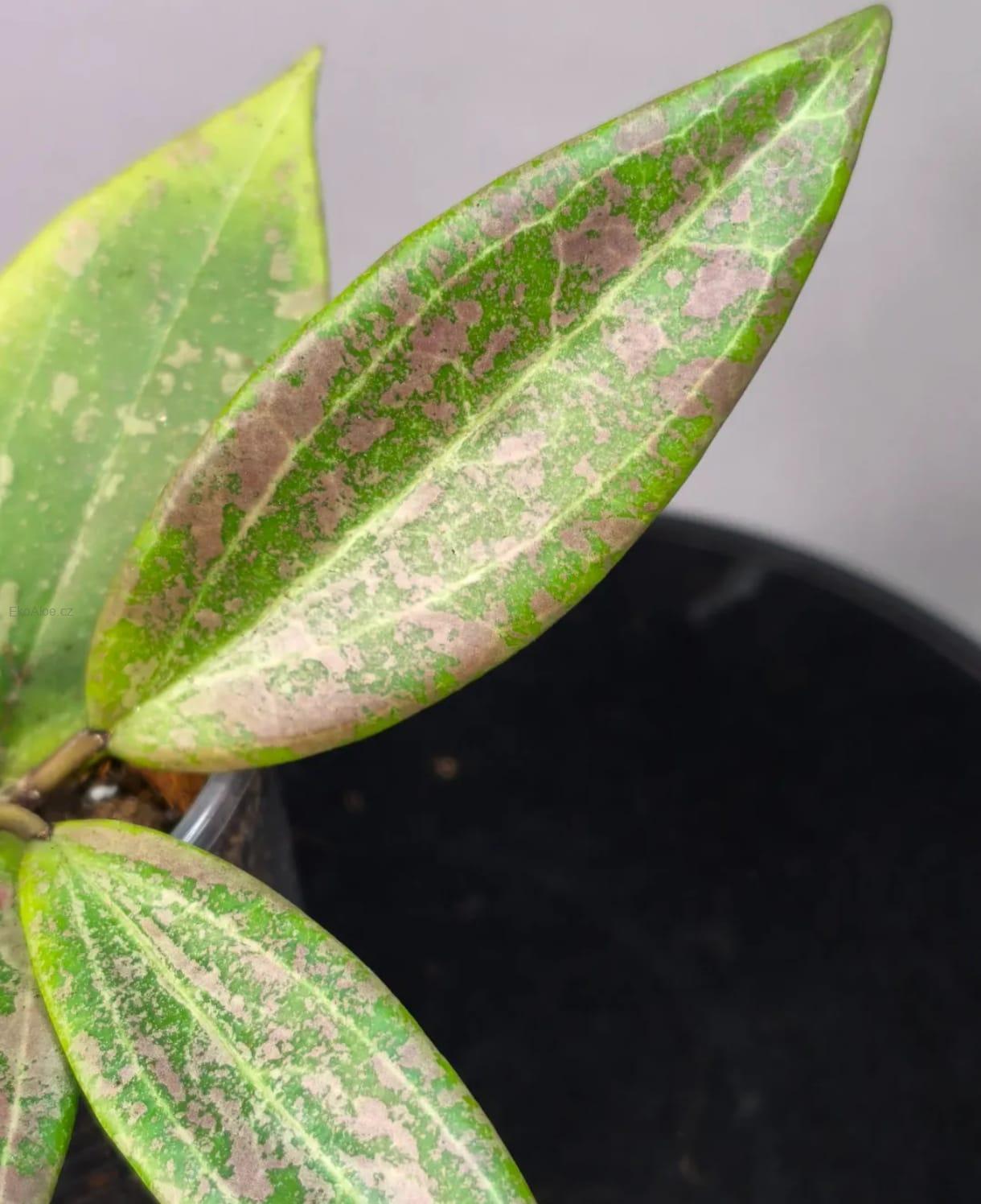 Hoya Wibergiae