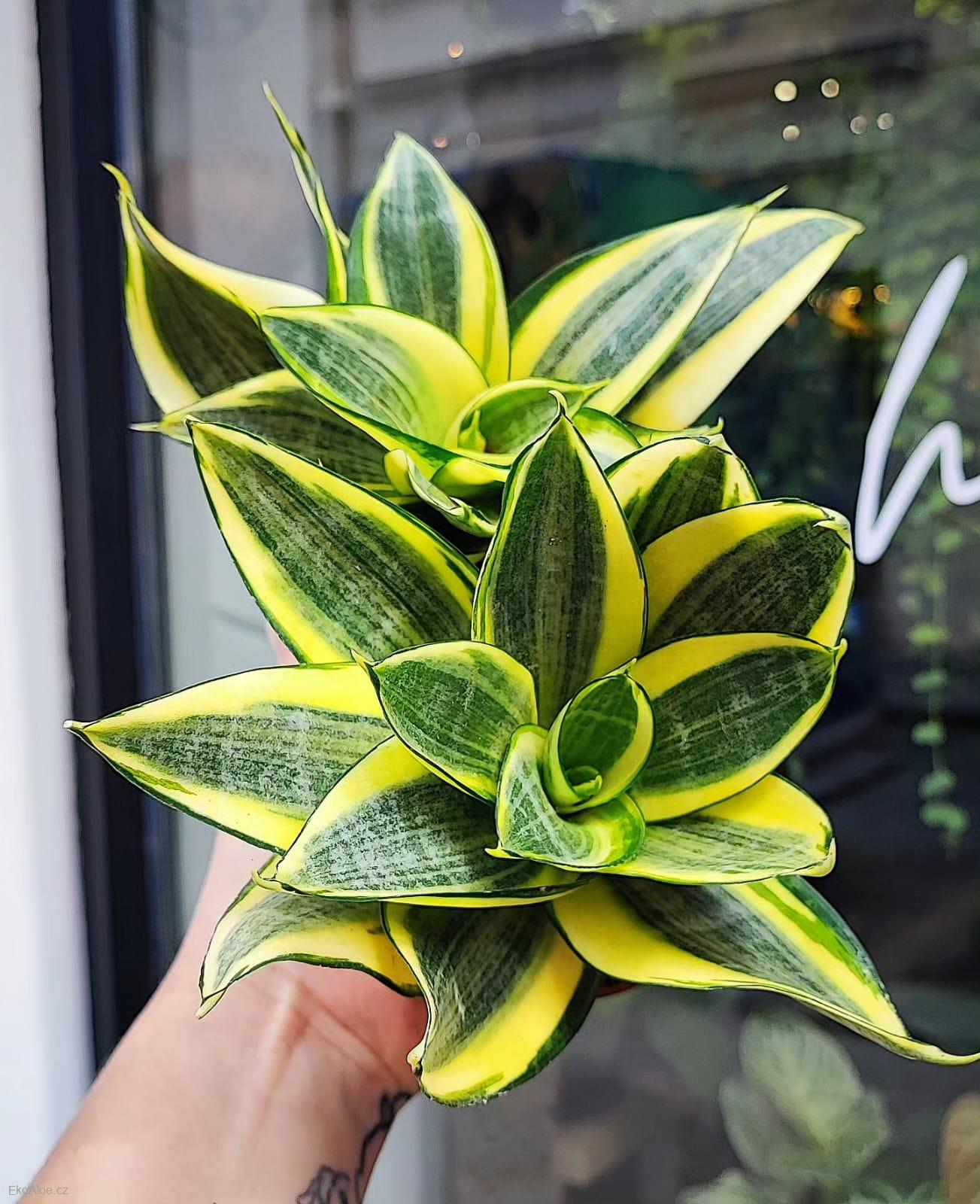 Sansevieria trifasciata Golden Hahnii 'baby'