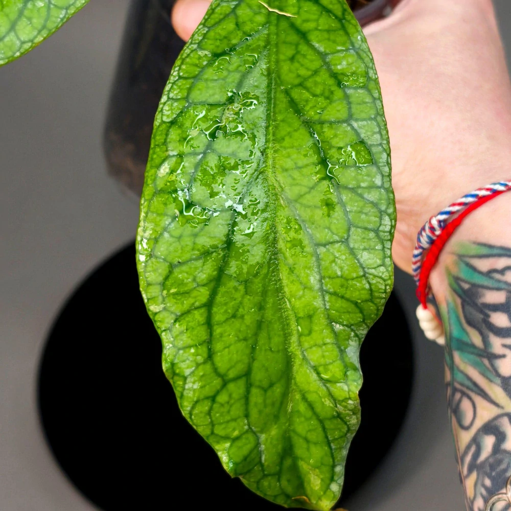 Hoya Vitellinoides Gigante