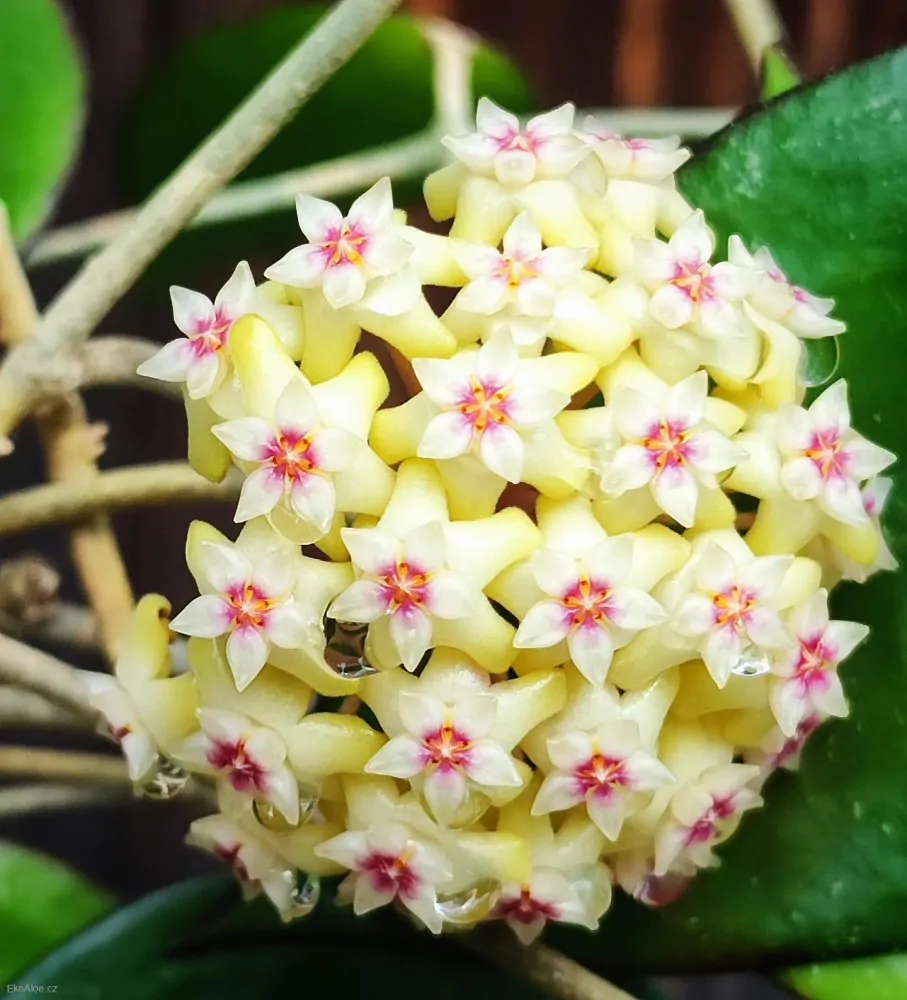Hoya parasitica 'Black Margin'   Zakořeněný řízek v květináči o průměru 9cm