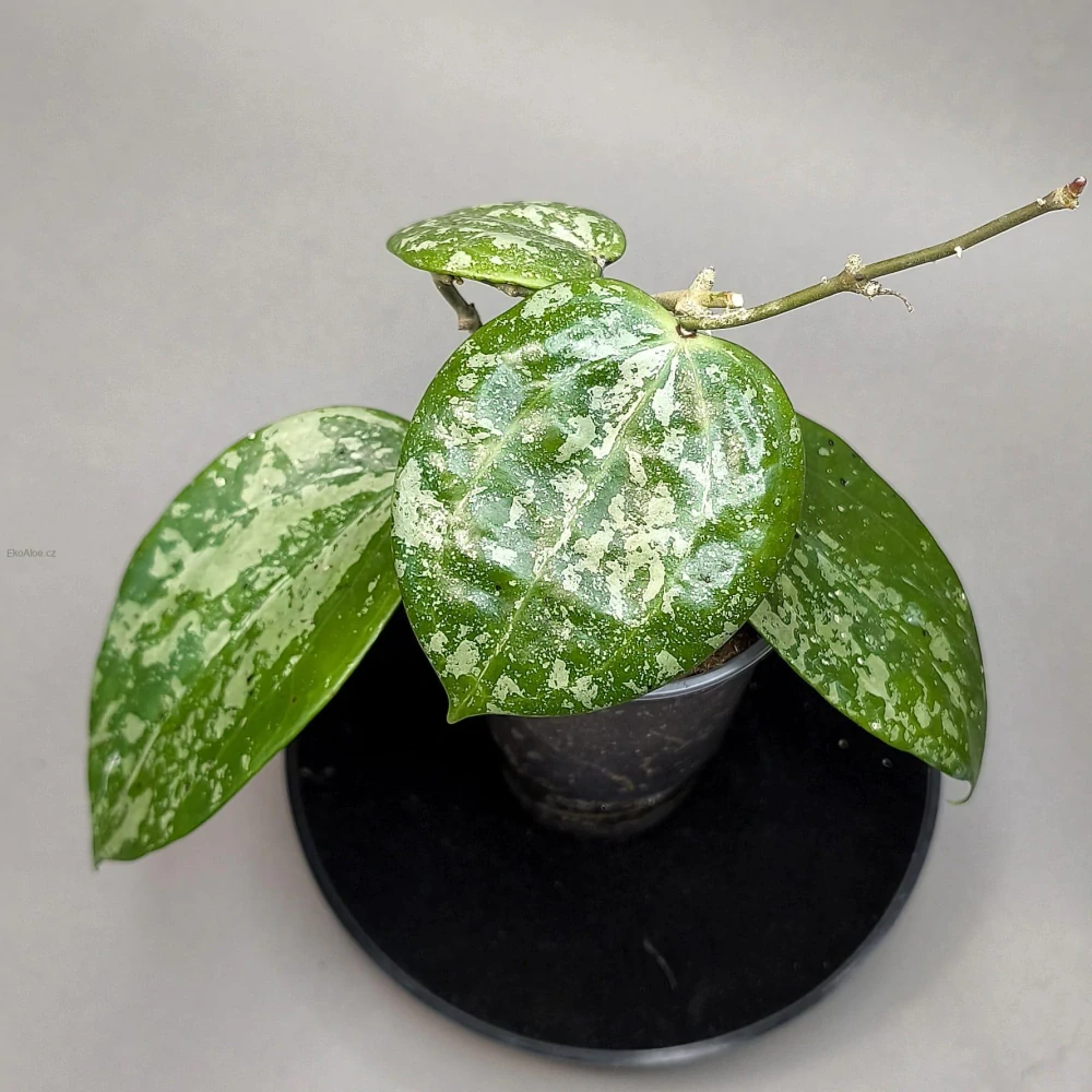 Hoya Macrophylla Snow Queen