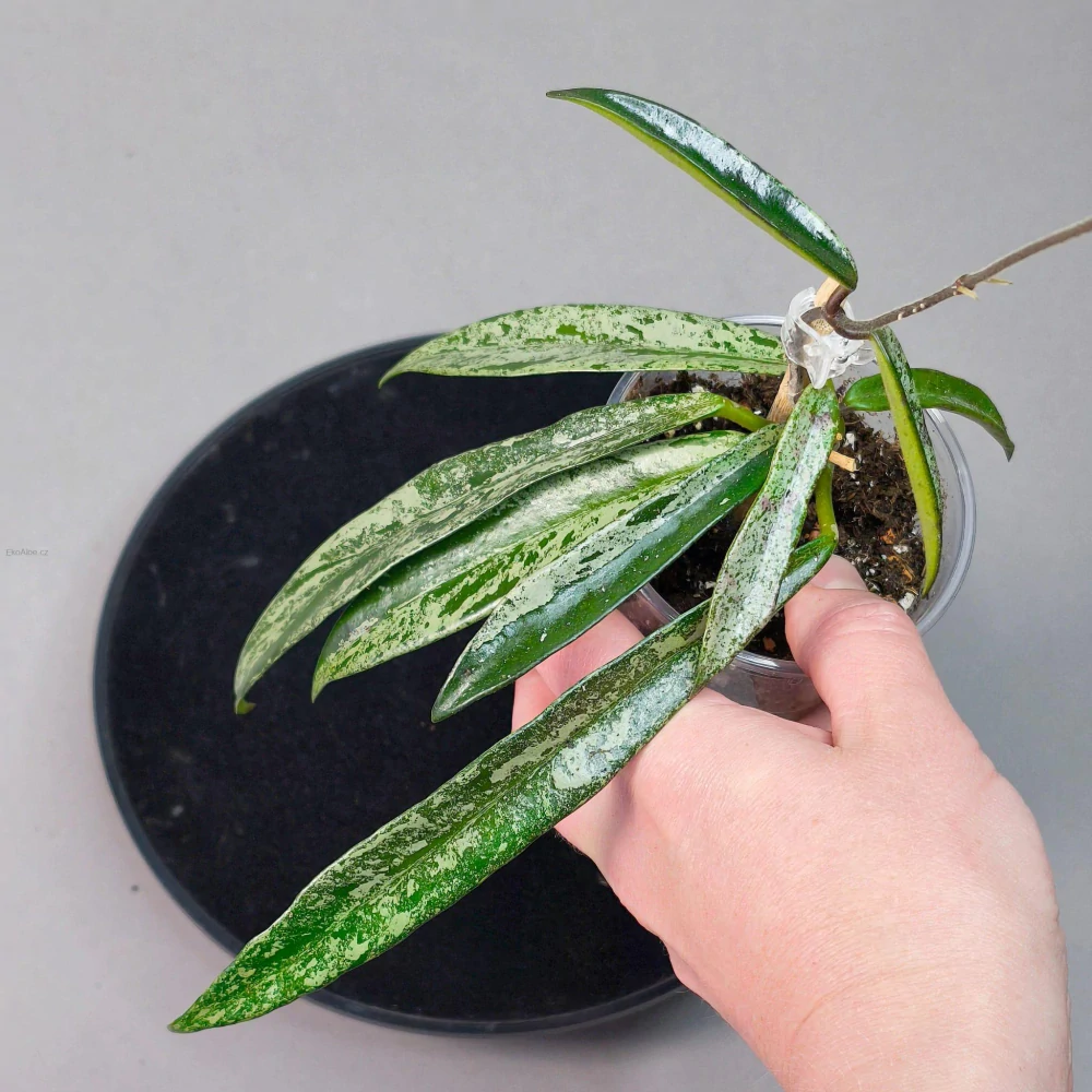 Hoya cv. Minibelle silver splash
