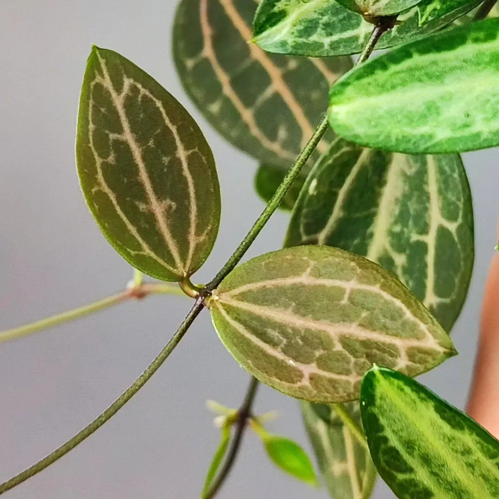 Dischidia ovata Watermelon