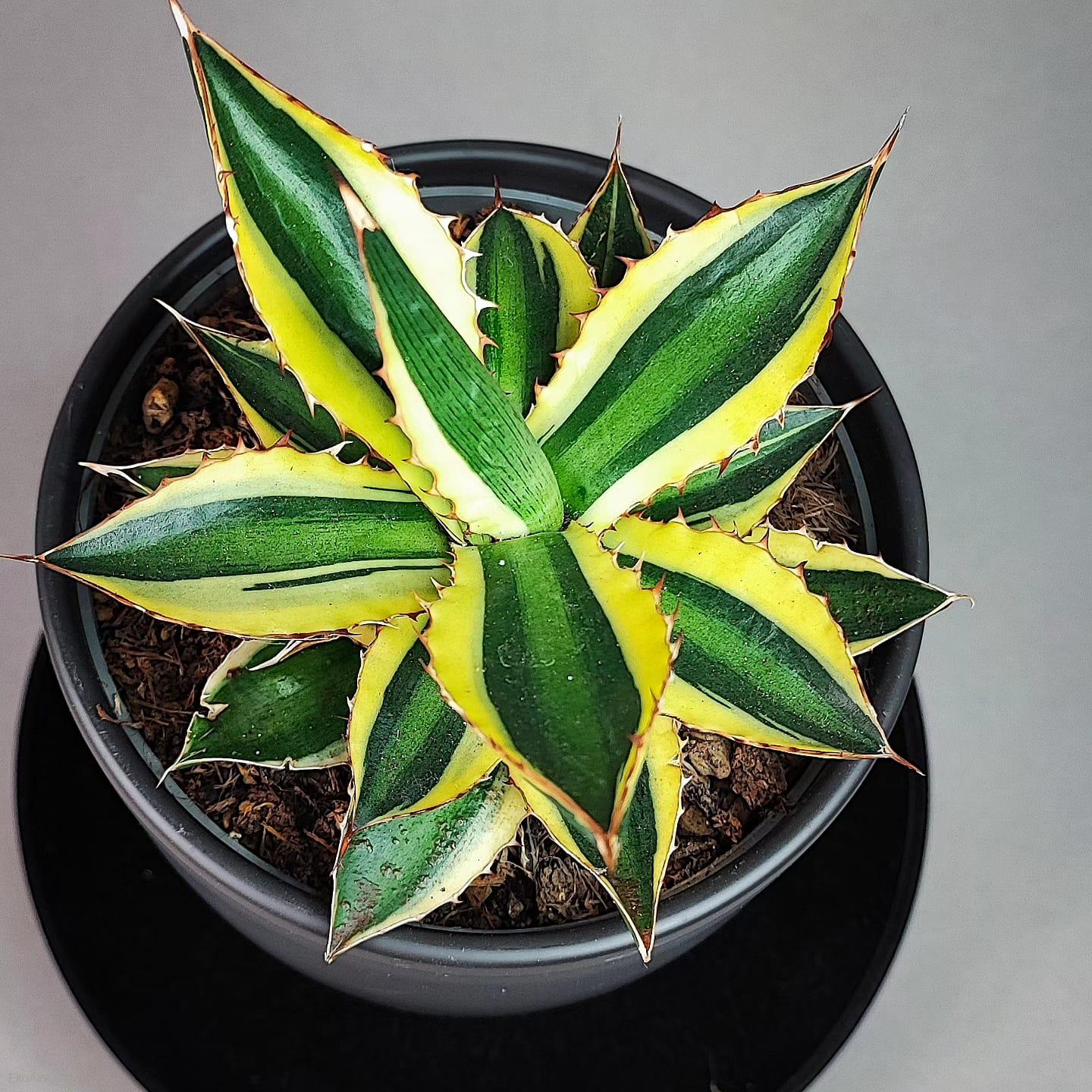 Agave univittata Qadricolor
