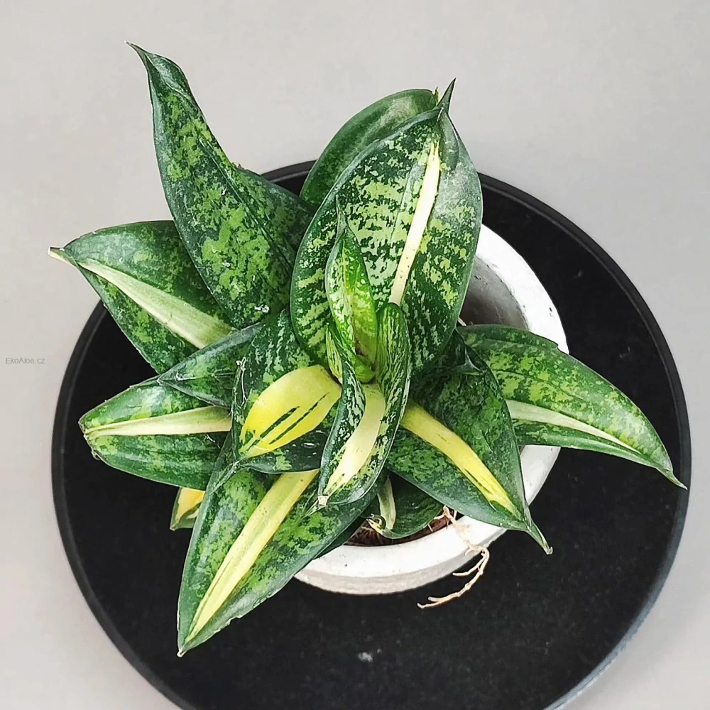 Sansevieria Hahnii Spiral Star