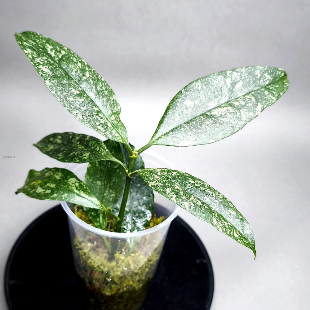 Hoya Multiflora Splash 