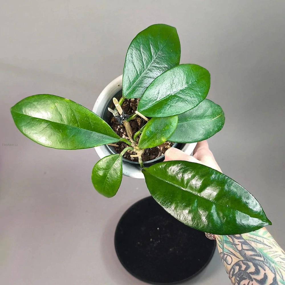 Hoya Amoena