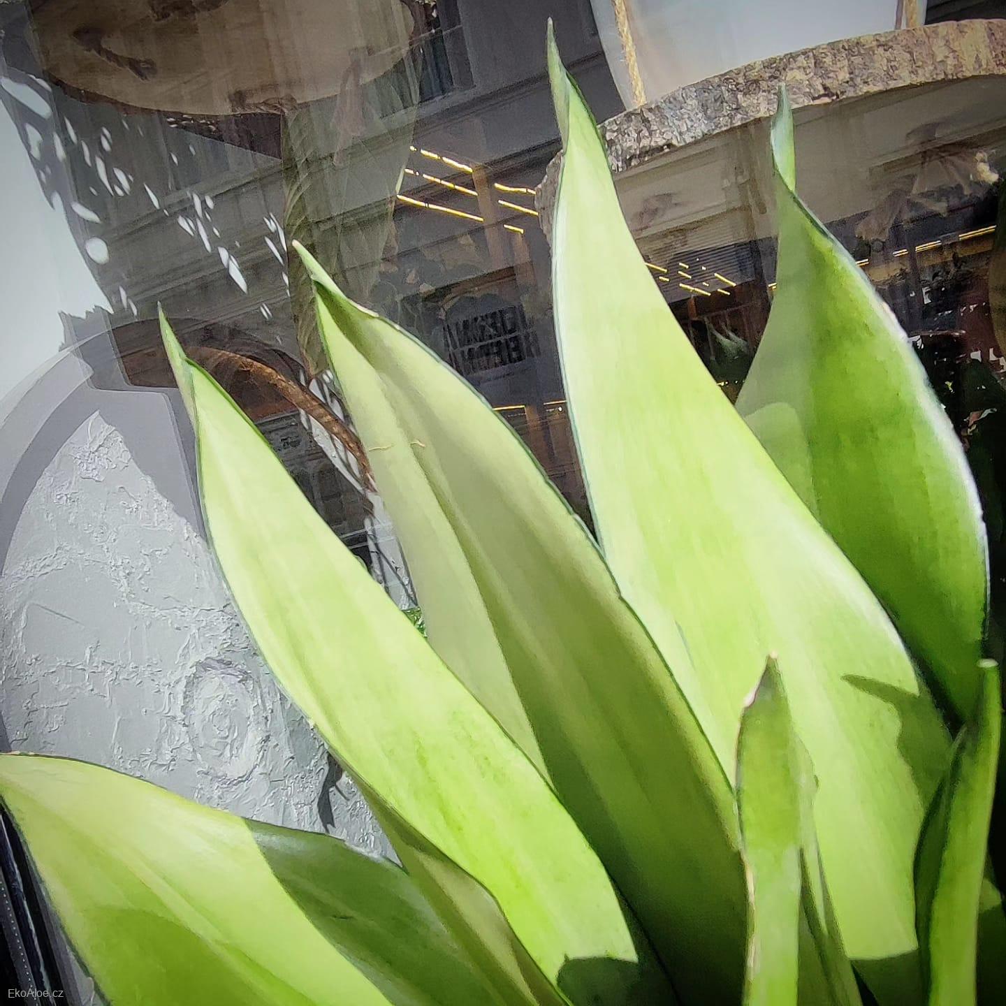 Sansevieria  Moonshine