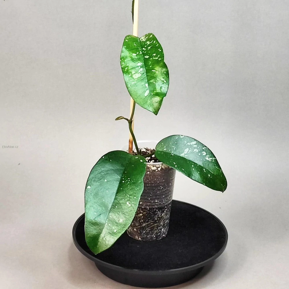 Hoya sp. Tam Dao