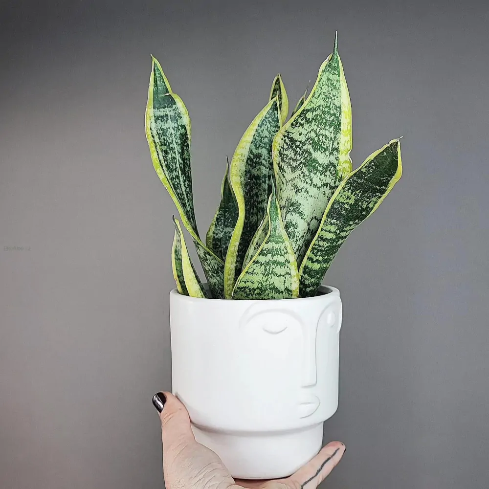 Sansevieria Futura Superba