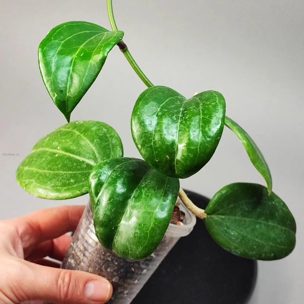 Hoya quinquenervia