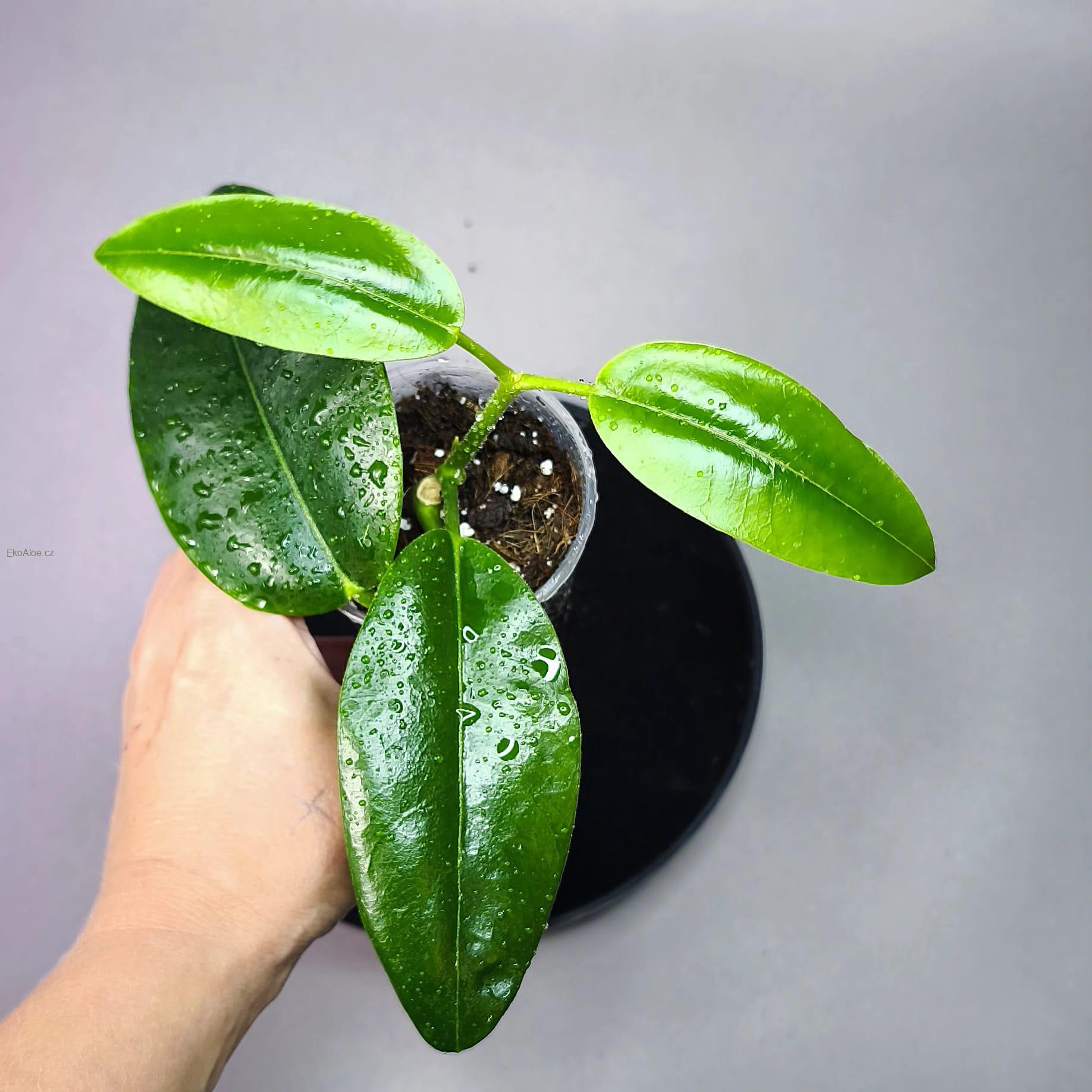 Hoya imperialis pink