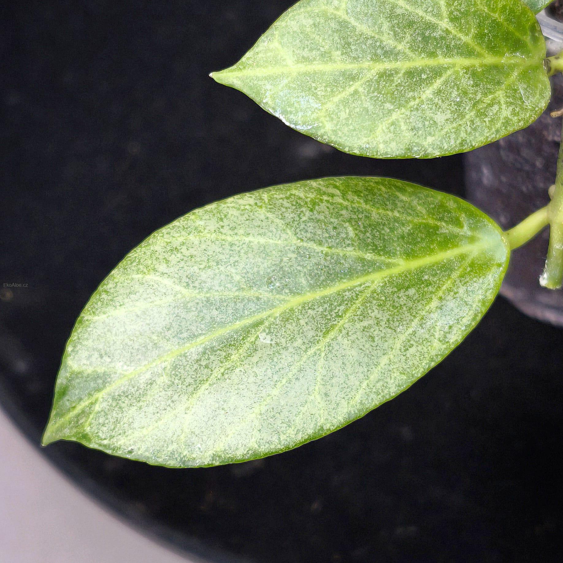 Hoya obscura silver