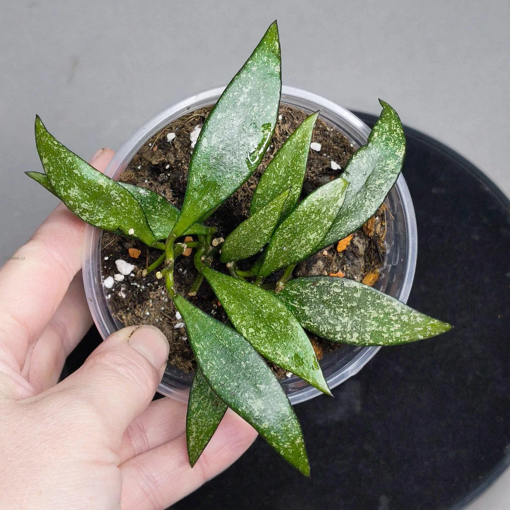 Hoya Parviflora Splash