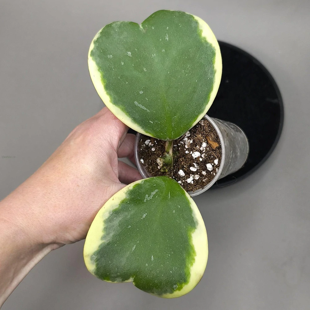 Hoya kerrii Variegata