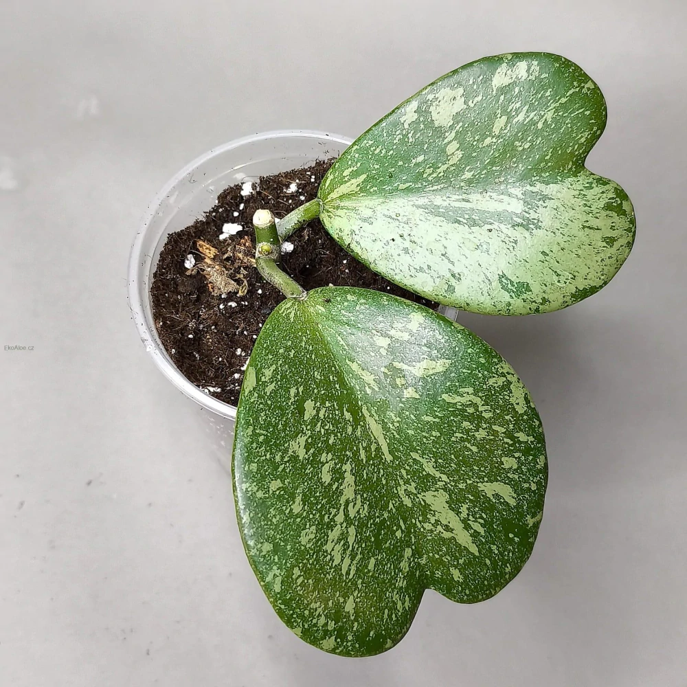 Hoya kerrii Splash