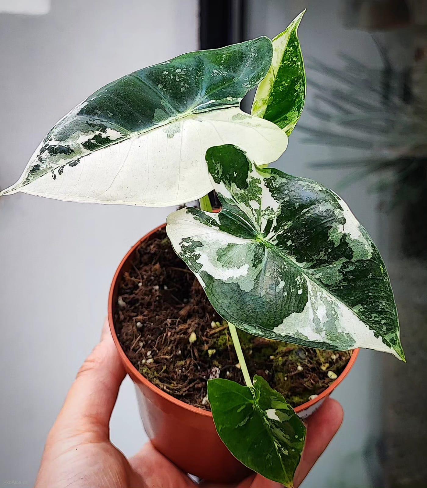 Alocasia Frydek Variegata