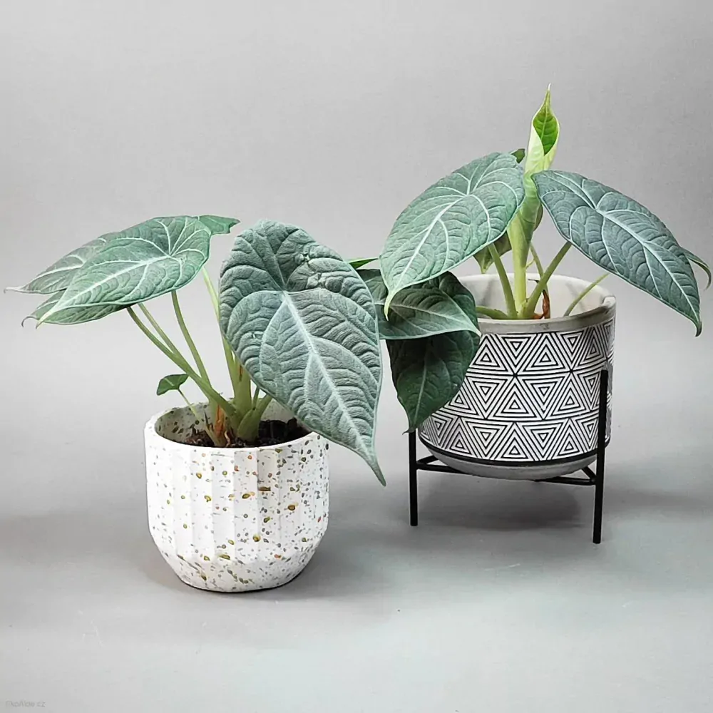 Alocasia Maharani