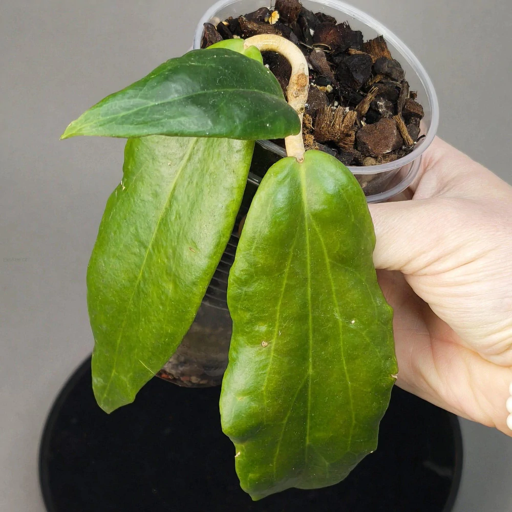 Hoya ilagiorum red