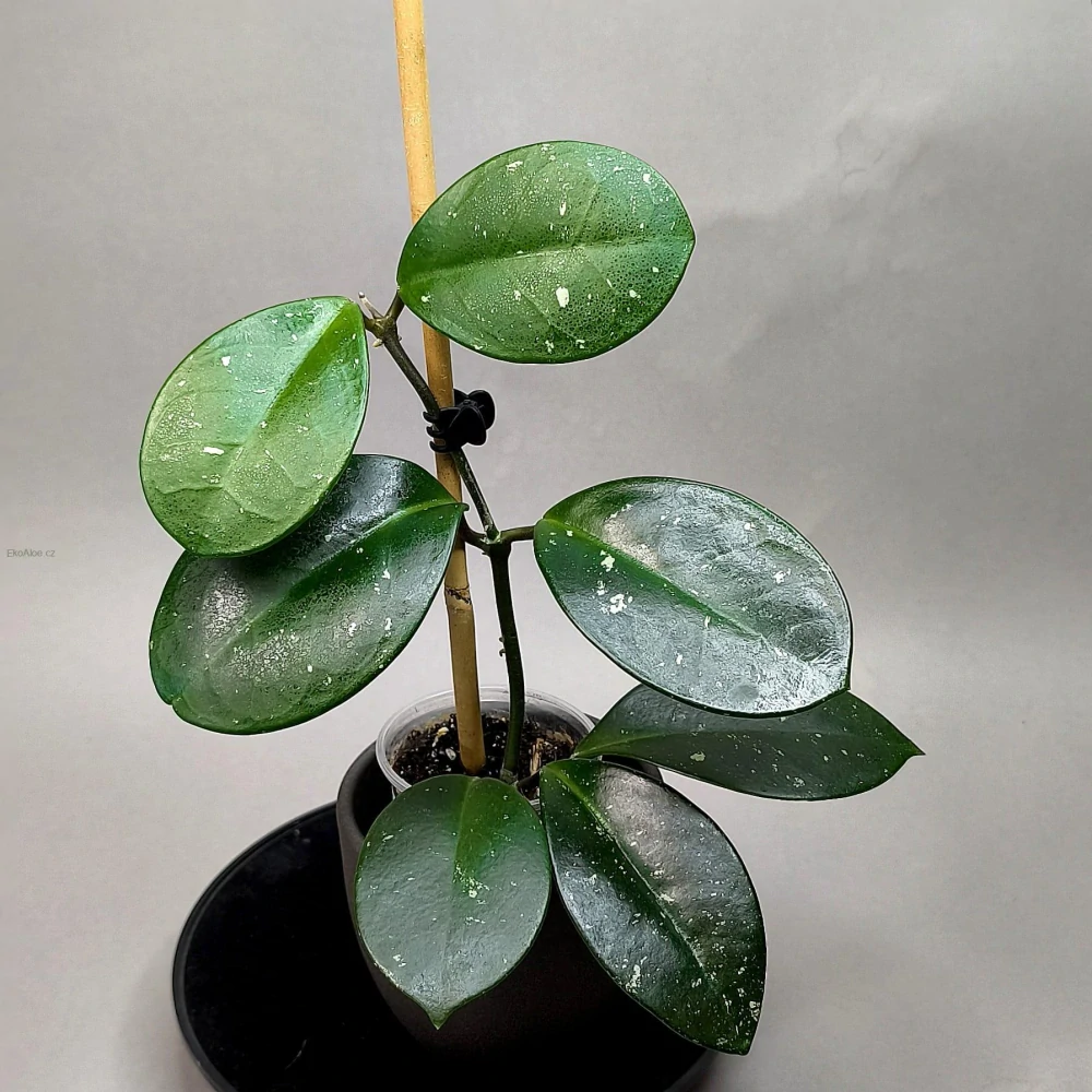 Hoya 'David's Green Cup'