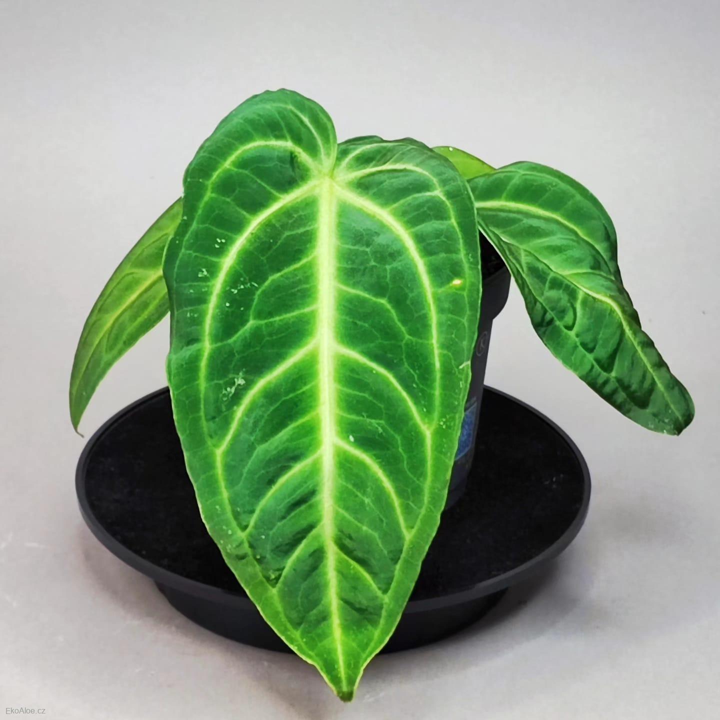 Anthurium villenaorum