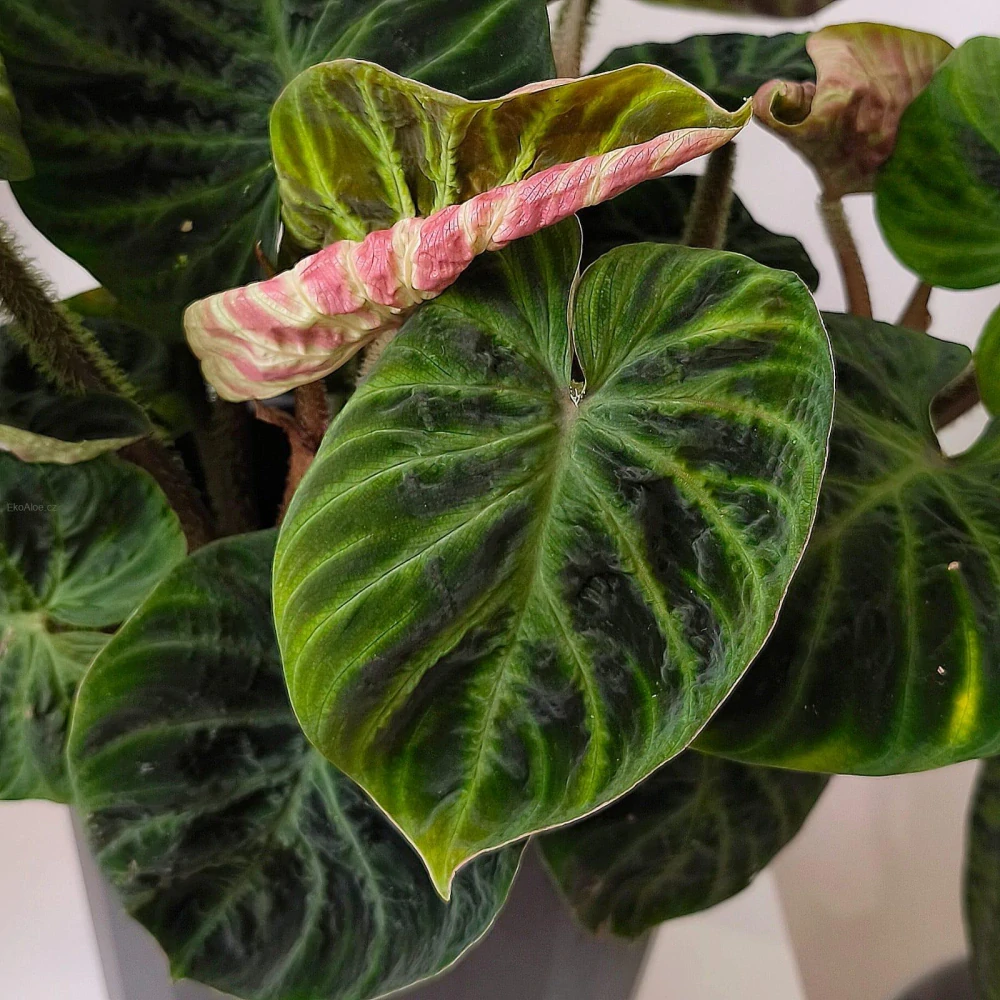 Philodendron Verucossum