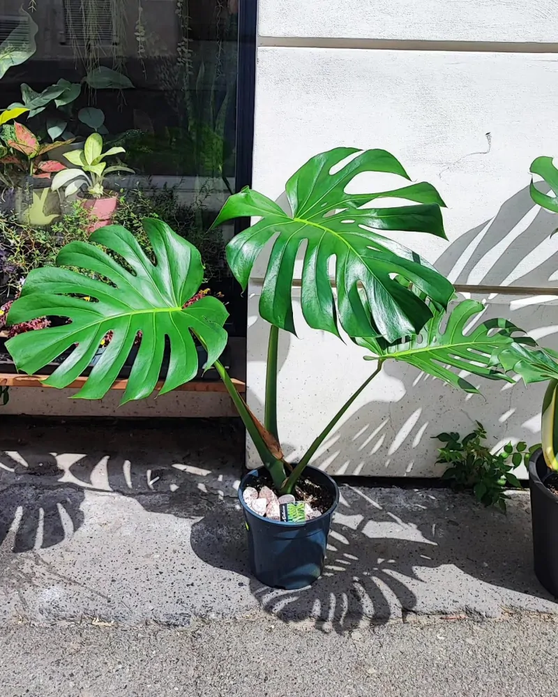 Monstera deliciosa Liebm