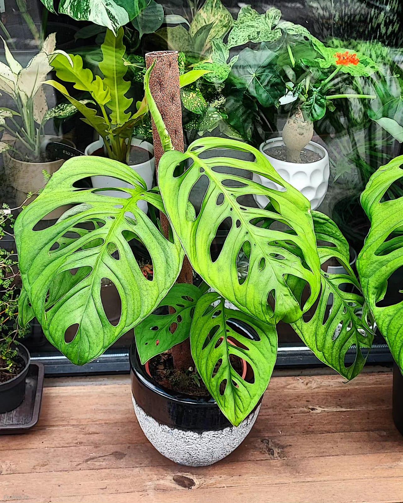 Monstera Esqueletto